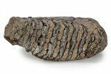 Fossil Woolly Mammoth Lower M Molar - Poland #357040-2